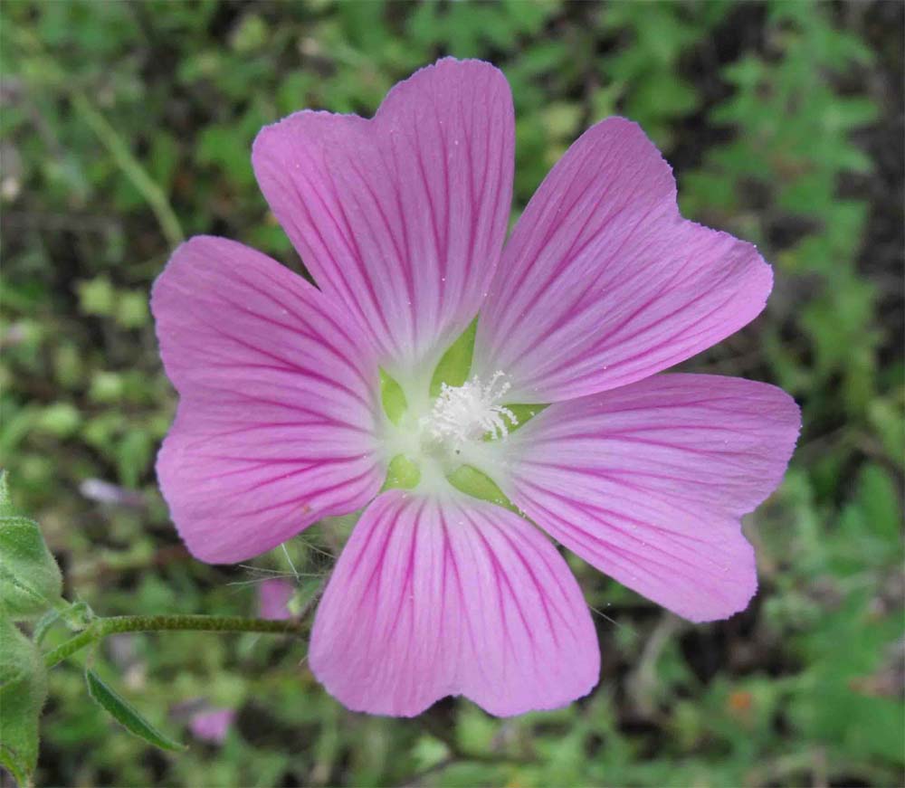 Lavatera punctata